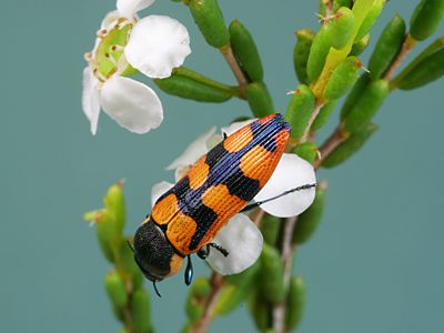 Castiarina rediviva, PL0304B, male, on Hysterobaeckea behrii, EP
